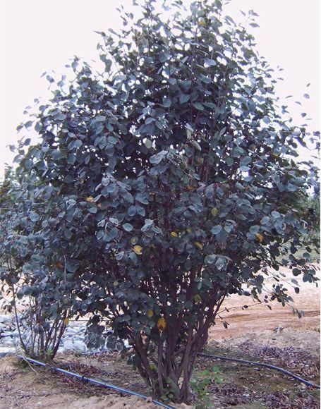 Amelanchier Canadensis Multi Stem - View 5 from www redcrocus com