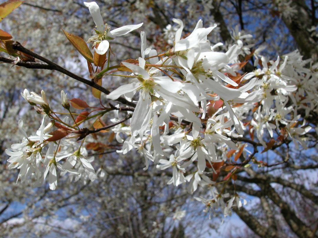Amelanchier Laevis Spring Flurry Single Stem - View 10 from www redcrocus com