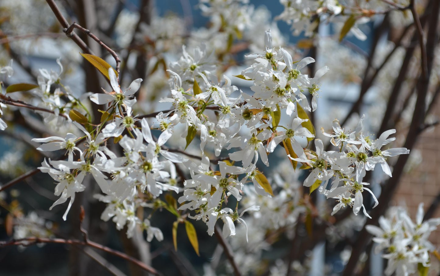 Amelanchier Laevis Spring Flurry Single Stem - View 11 from www redcrocus com