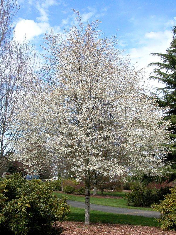 Amelanchier Laevis Spring Flurry Single Stem - View 12 from www redcrocus com