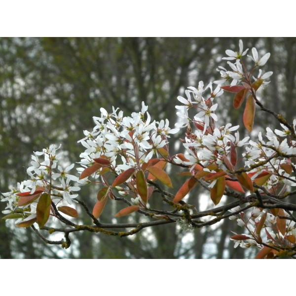 Amelanchier Laevis Spring Flurry Single Stem - View 13 from www redcrocus com