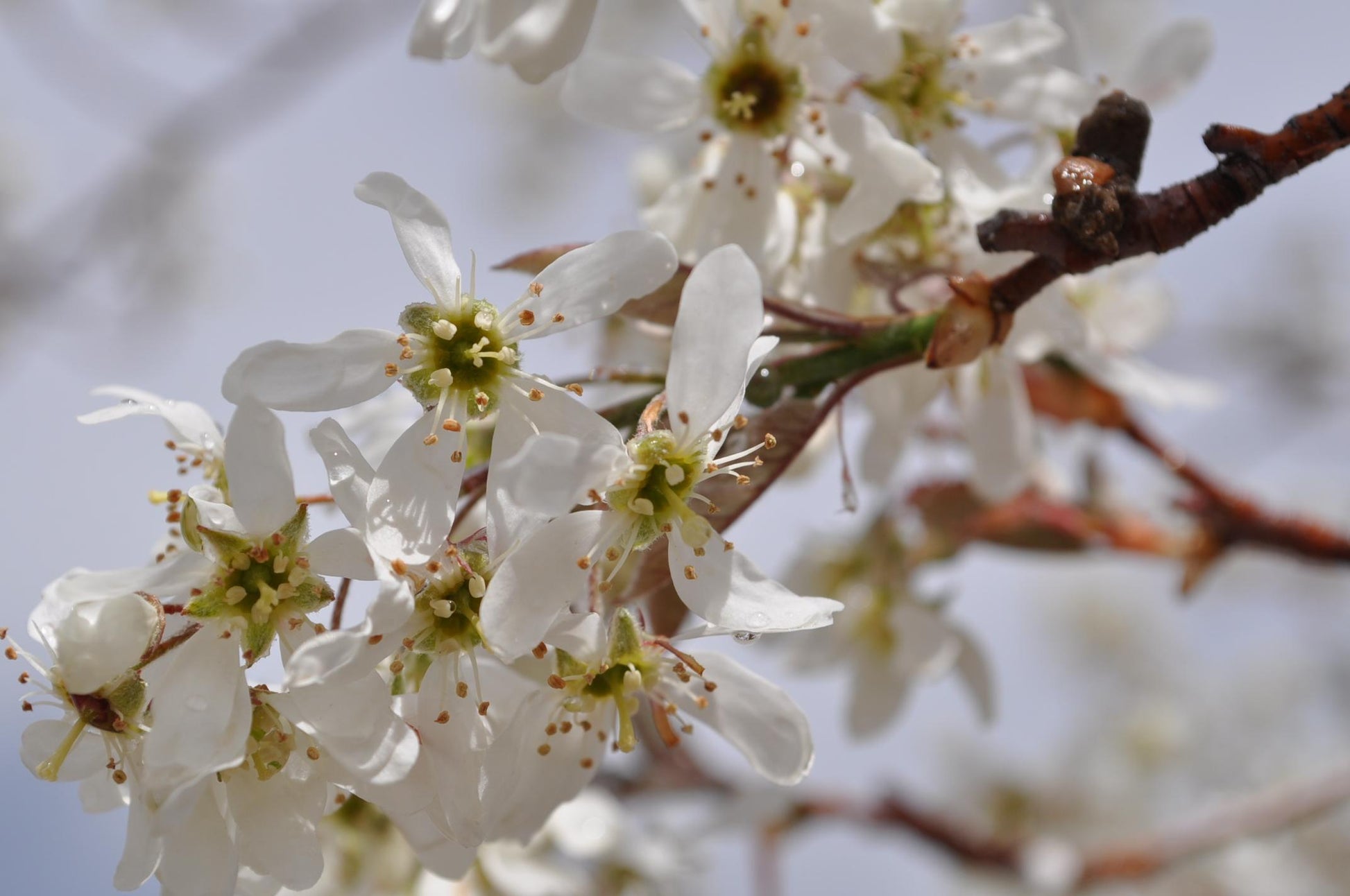 Amelanchier Laevis Spring Flurry Single Stem - View 14 from www redcrocus com