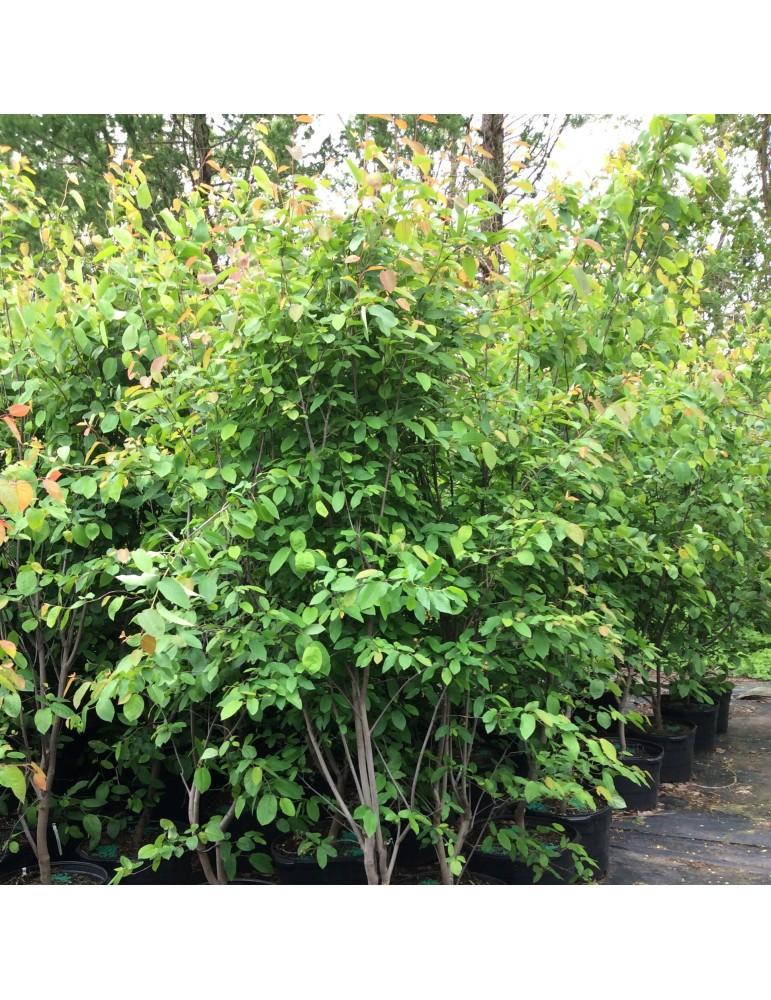 Amelanchier Laevis Spring Flurry Single Stem - View 16 from www redcrocus com