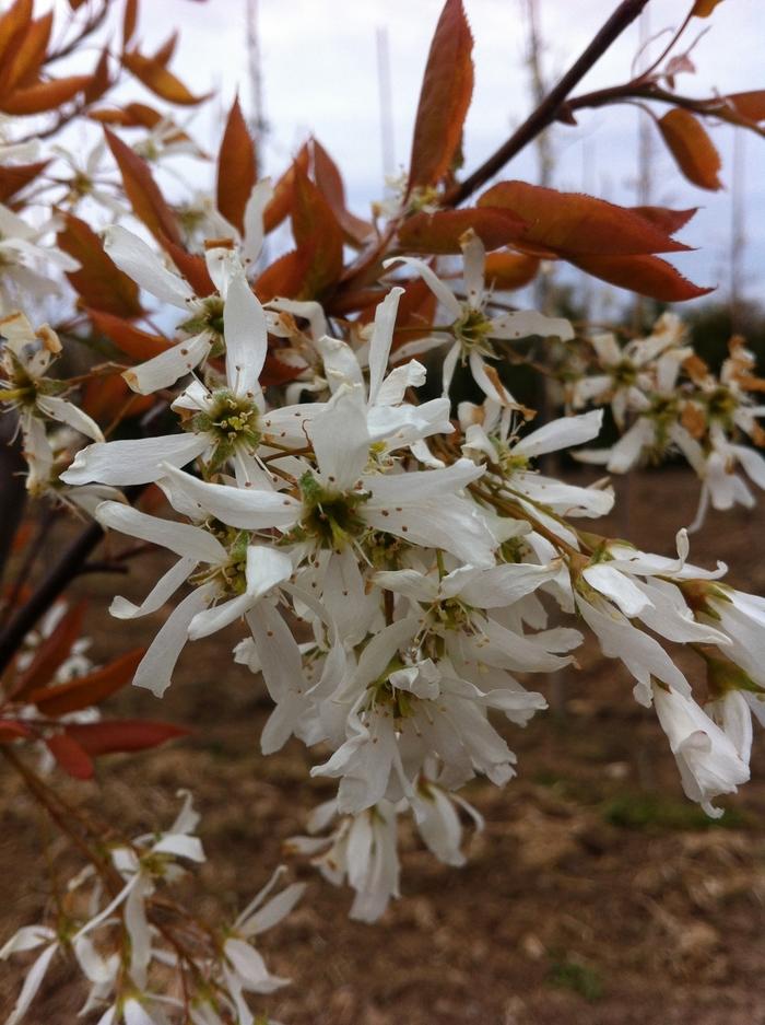 Amelanchier Laevis Spring Flurry Single Stem - View 5 from www redcrocus com