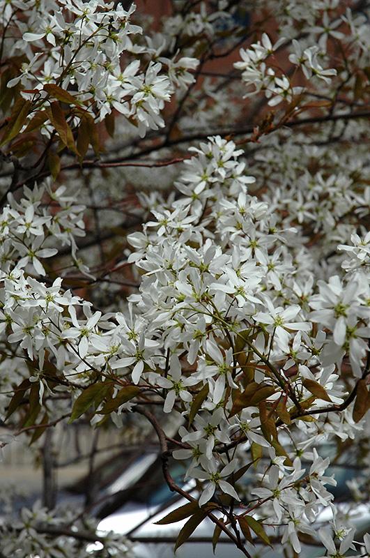 Amelanchier Laevis Spring Flurry Single Stem - View 7 from www redcrocus com
