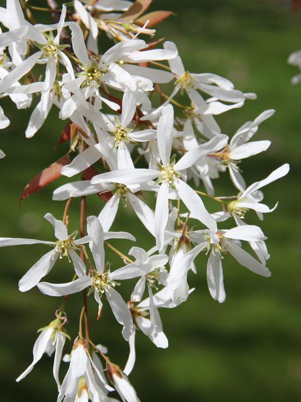 Amelanchier Laevis Spring Flurry Single Stem - View 8 from www redcrocus com