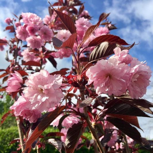 Prunus Serrulata Royal Burgundy Single Stem - View 1 from www redcrocus com