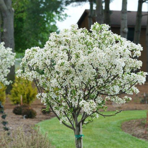 Malus Lollipop - View 1 from www redcrocus com
