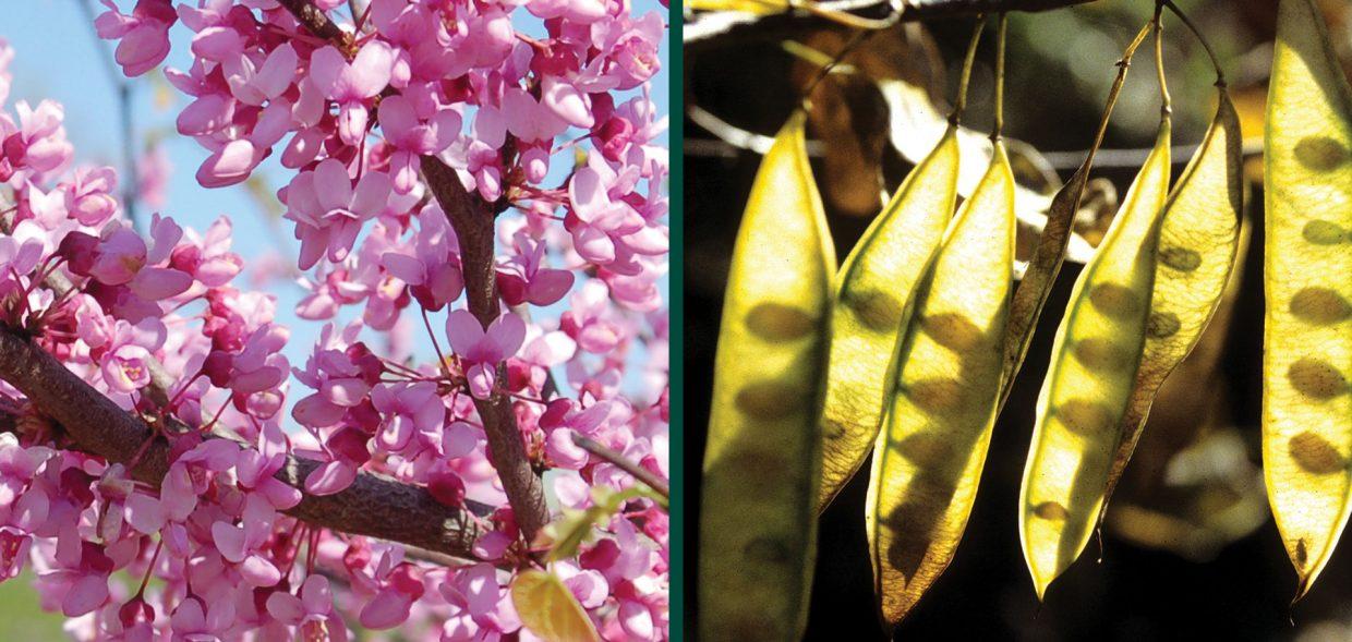 Cercis Canadensis Single Stem - View 18 from www redcrocus com
