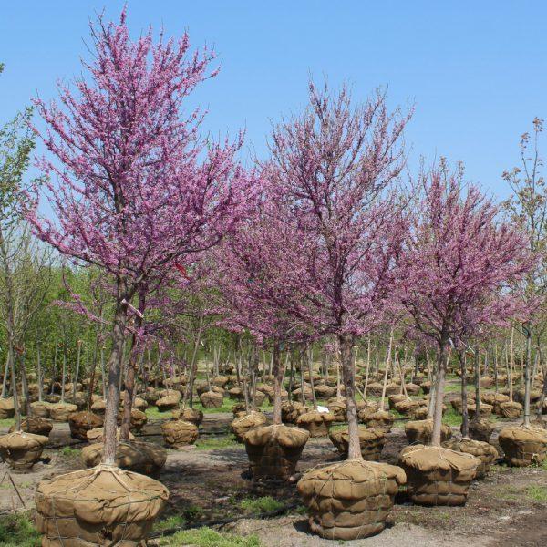 Cercis Canadensis Single Stem - View 5 from www redcrocus com