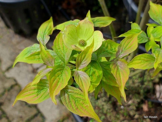 Cornus Rutban Aurora Single Stem - View 10 from www redcrocus com