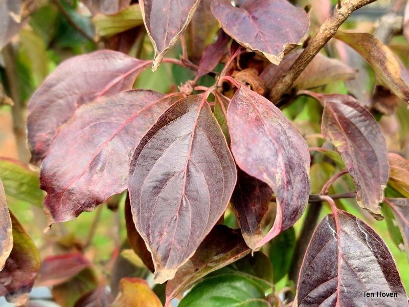 Cornus Rutban Aurora Single Stem - View 12 from www redcrocus com