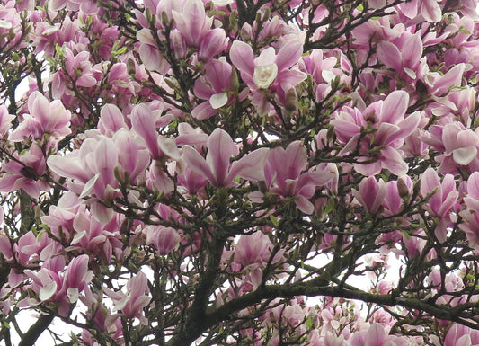 Magnolia Soulangeana Verbanica Tree Form - View 10 from www redcrocus com