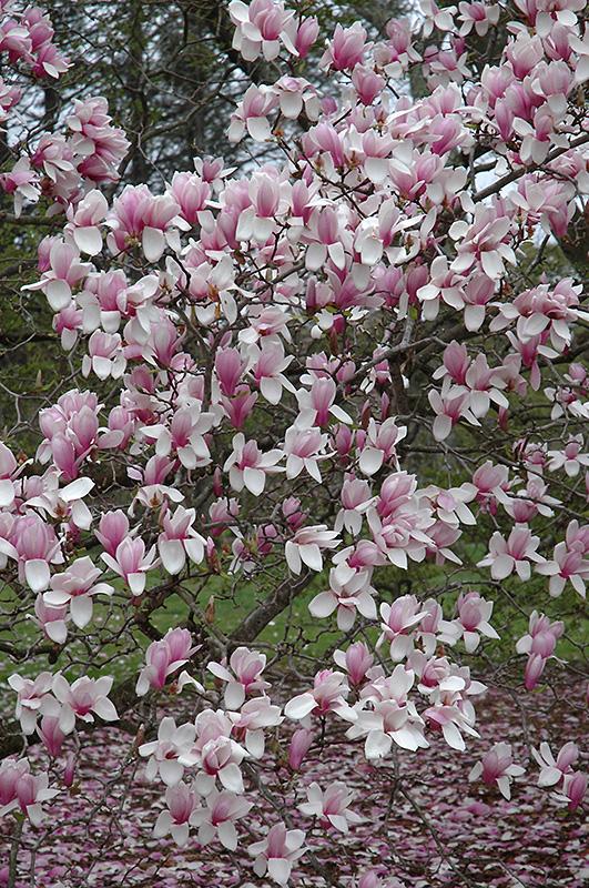Magnolia Soulangeana Verbanica Tree Form - View 1 from www redcrocus com