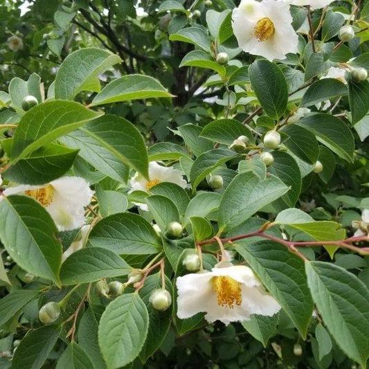 Stewartia Pseudocamellia Multi Stem - View 11 from www redcrocus com