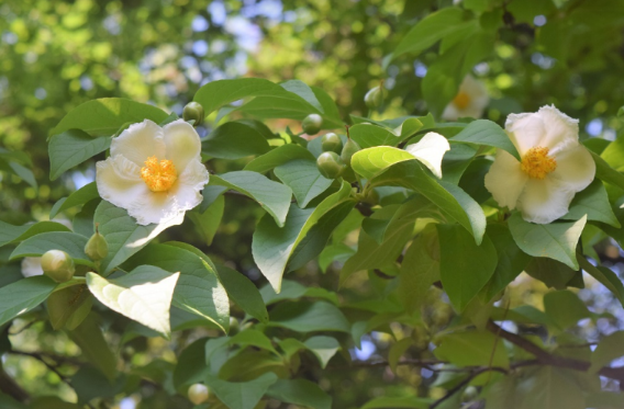 Stewartia Pseudocamellia Multi Stem - View 16 from www redcrocus com