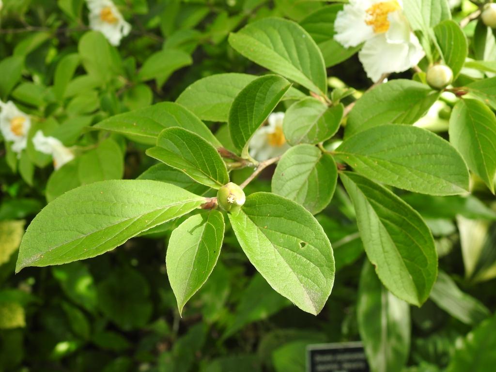 Stewartia Pseudocamellia Multi Stem - View 18 from www redcrocus com