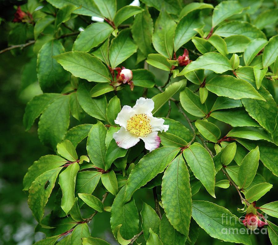 Stewartia Pseudocamellia Multi Stem - View 19 from www redcrocus com