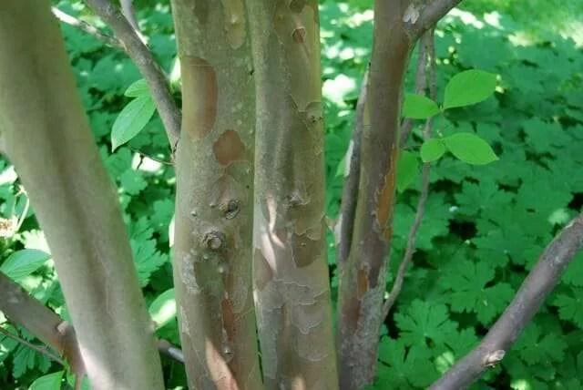 Stewartia Pseudocamellia Multi Stem - View 1 from www redcrocus com