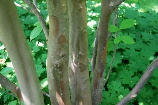 Stewartia Pseudocamellia Multi Stem - View 1 from www redcrocus com