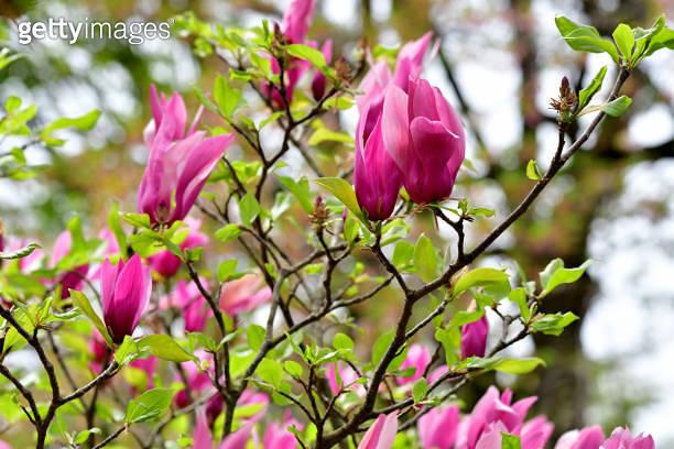 Magnolia Liliflora Jane Multi Stem - View 15 from www redcrocus com