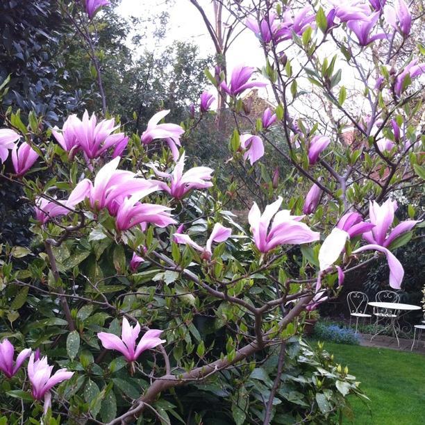 Magnolia Liliflora Jane Multi Stem - View 17 from www redcrocus com