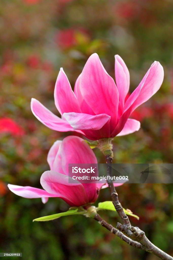 Magnolia Liliflora Jane Multi Stem - View 1 from www redcrocus com