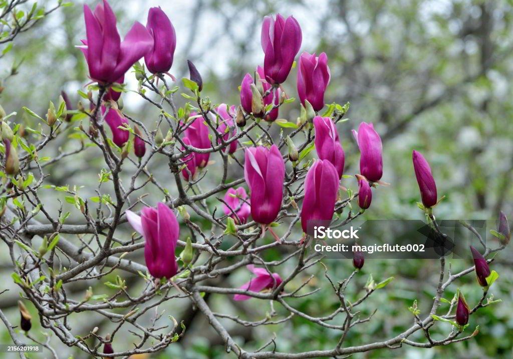 Magnolia Liliflora Jane Multi Stem - View 2 from www redcrocus com