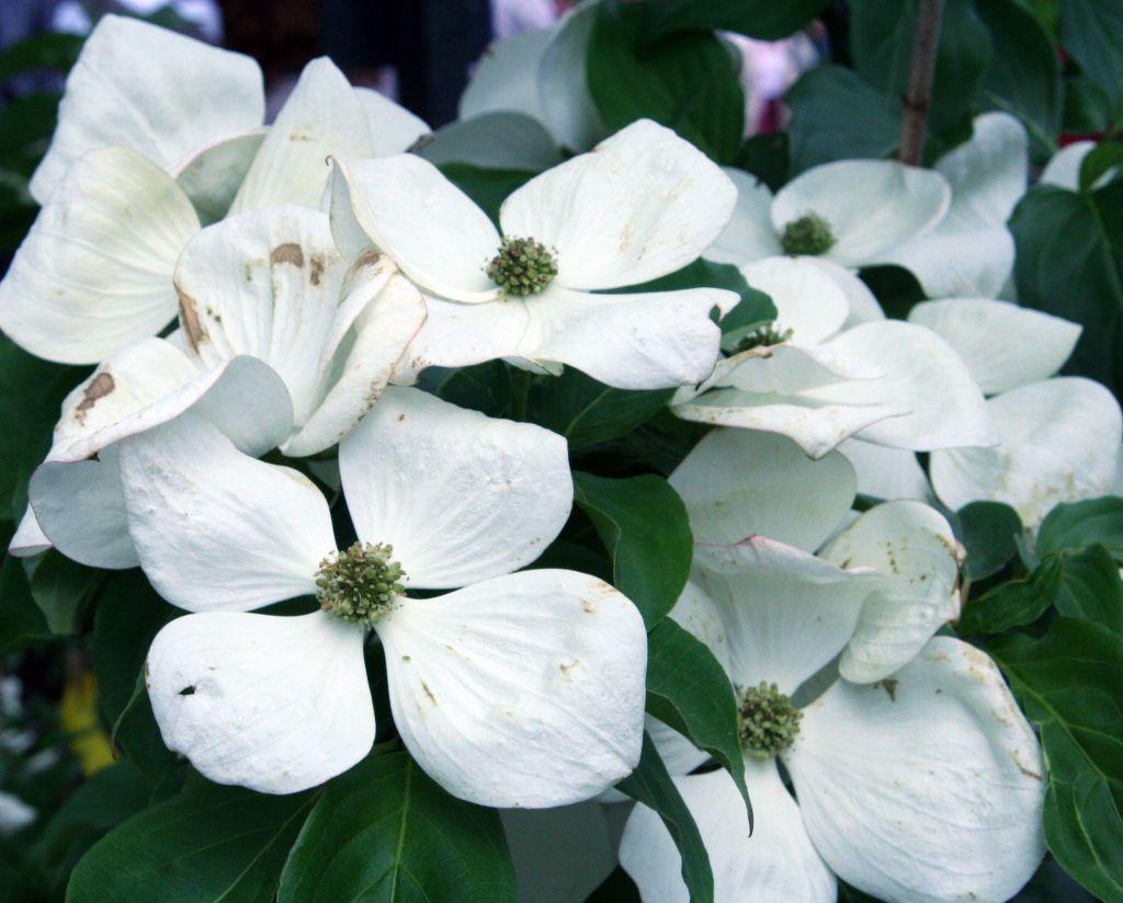 Cornus Venus Single Stem - View 12 from www redcrocus com