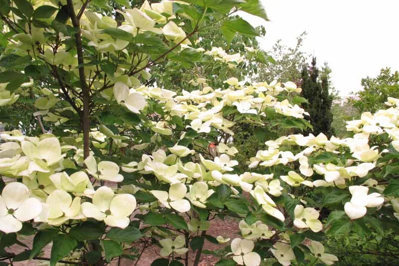 Cornus Venus Single Stem - View 14 from www redcrocus com