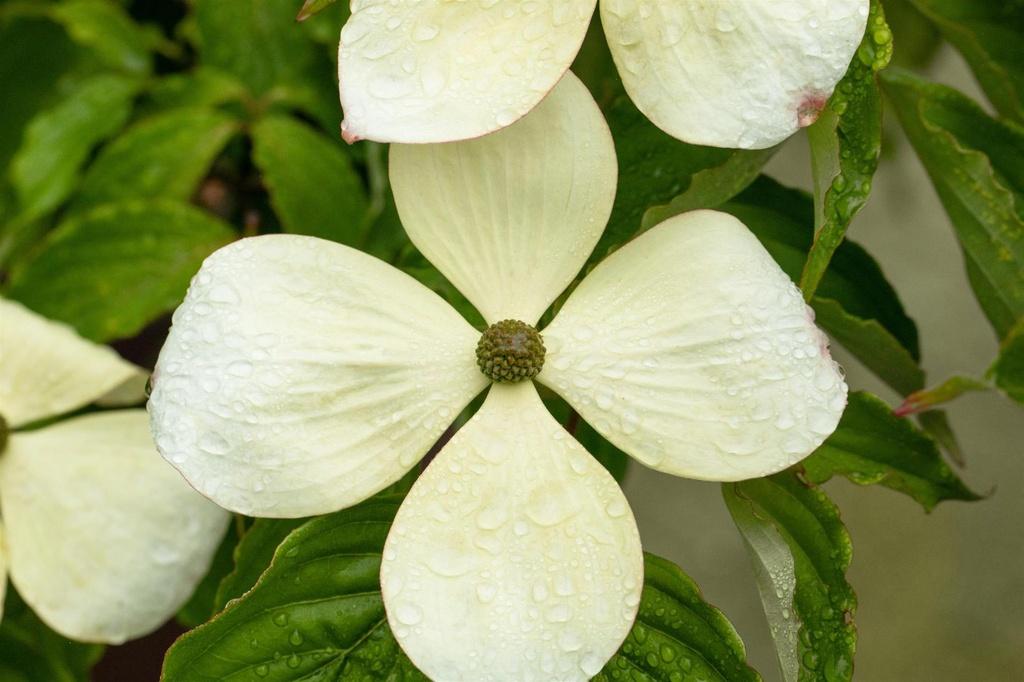 Cornus Venus Single Stem - View 15 from www redcrocus com