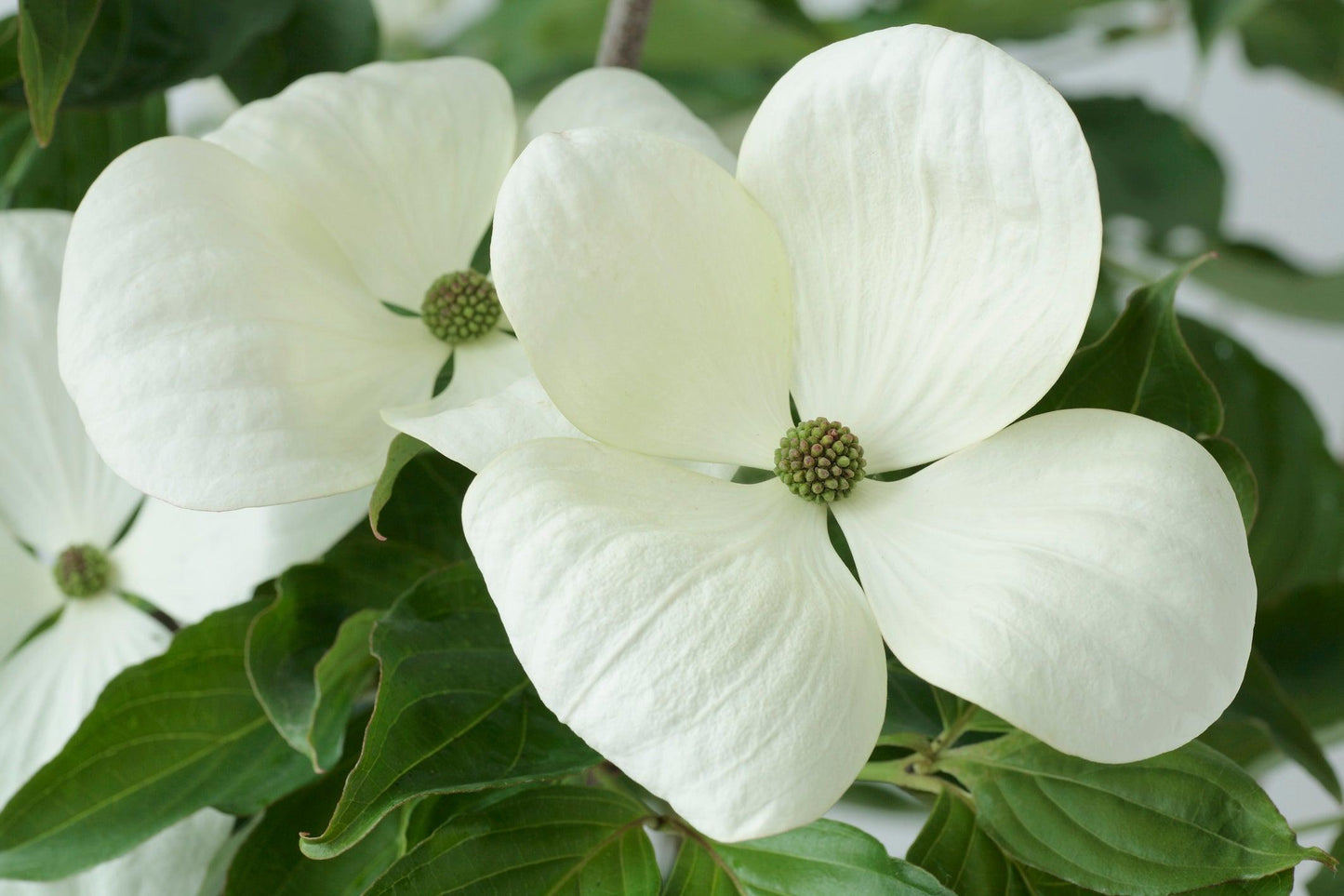 Cornus Venus Single Stem - View 20 from www redcrocus com