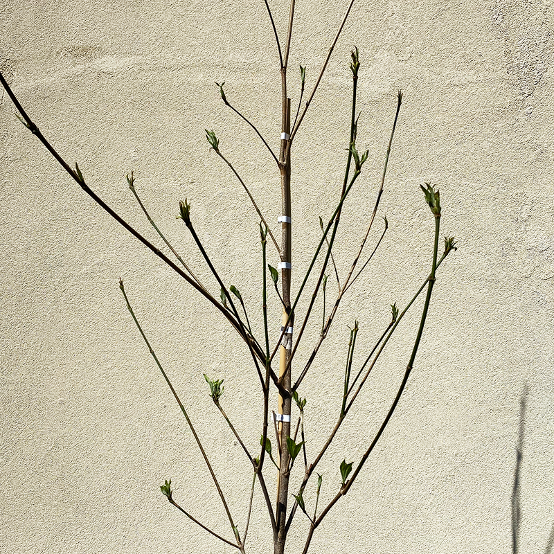 Cornus Venus Single Stem - View 3 from www redcrocus com