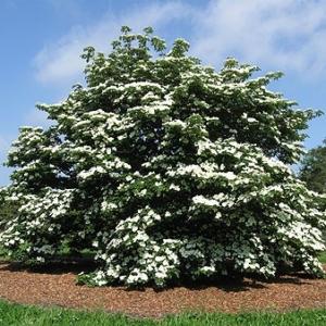 Cornus Venus Single Stem - View 3 from www redcrocus com