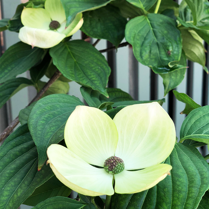 Cornus Venus Single Stem - View 5 from www redcrocus com