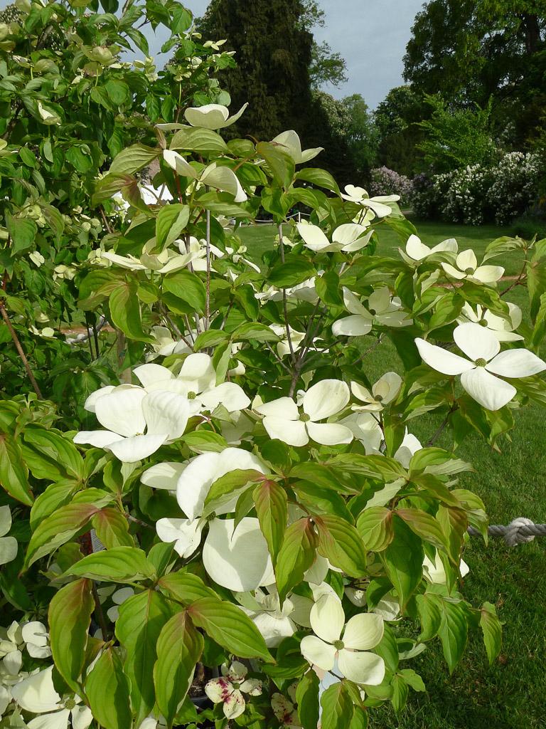 Cornus Venus Single Stem - View 6 from www redcrocus com