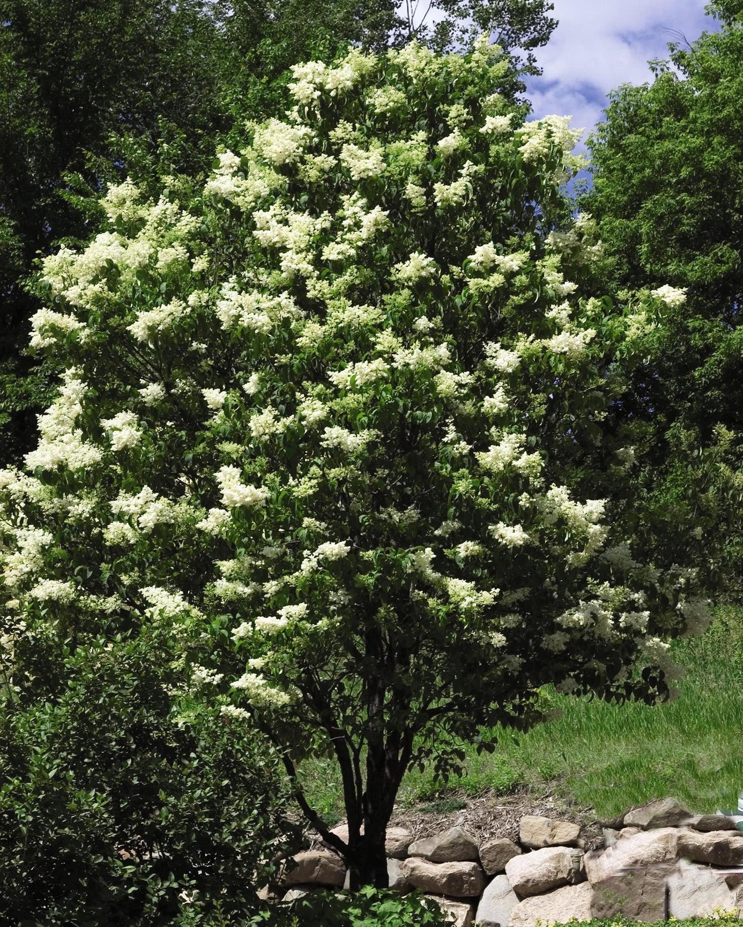 Syringa Reticulata Ivory Silk - View 14 from www redcrocus com