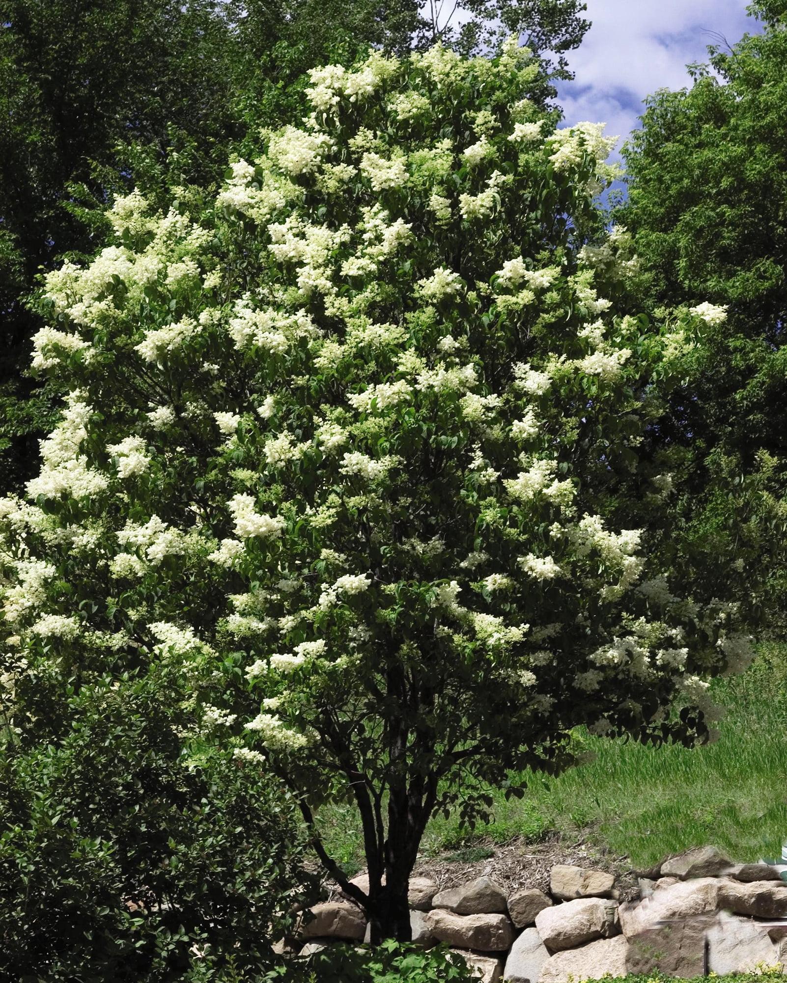 Syringa Reticulata Ivory Silk - View 14 from www redcrocus com