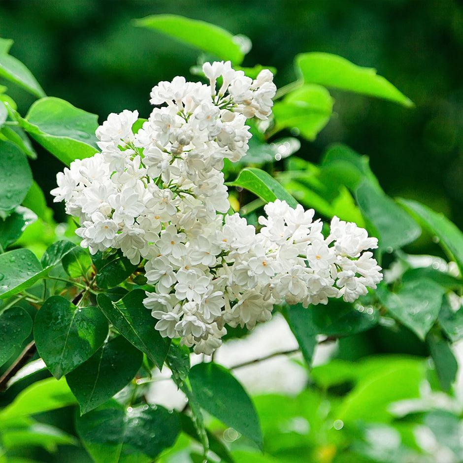 Syringa Reticulata Ivory Silk - View 16 from www redcrocus com