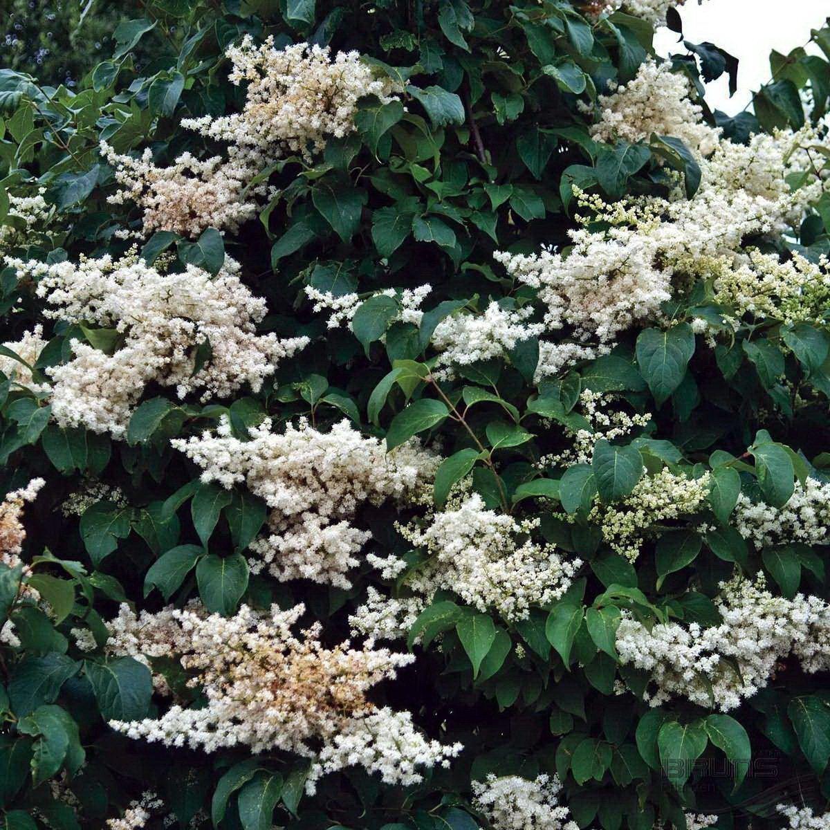 Syringa Reticulata Ivory Silk - View 17 from www redcrocus com