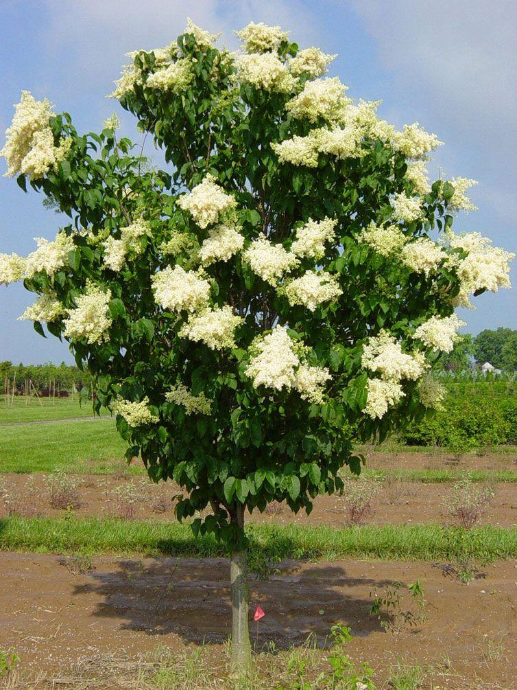 Syringa Reticulata Ivory Silk - View 3 from www redcrocus com