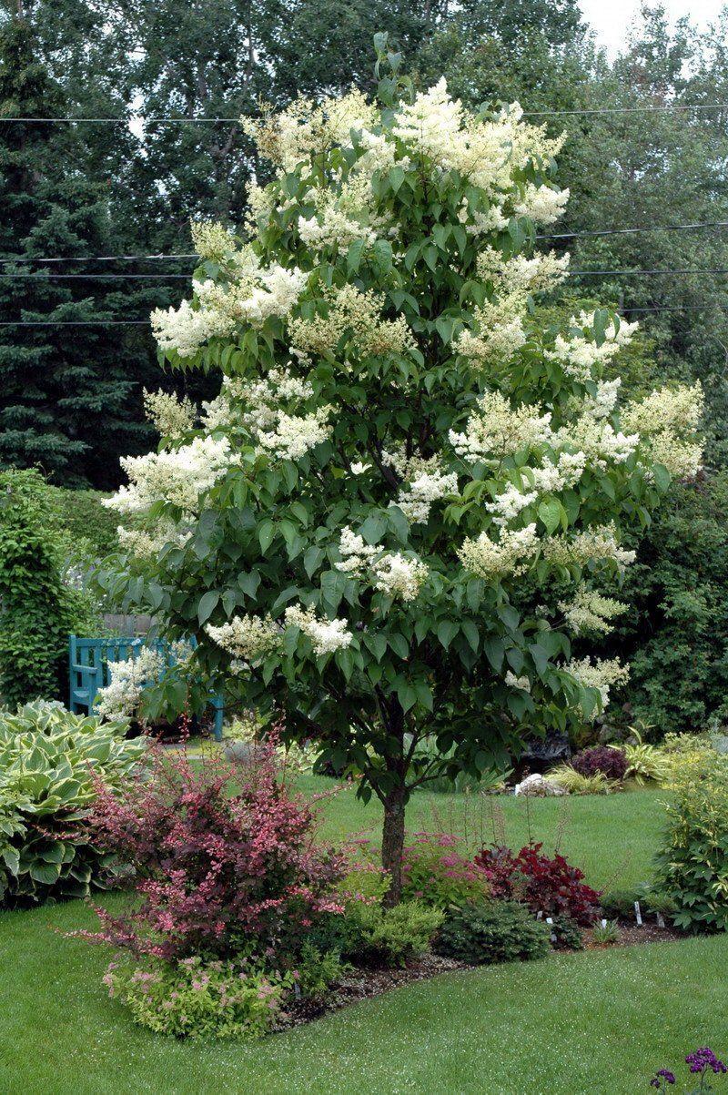 Syringa Reticulata Ivory Silk - View 4 from www redcrocus com