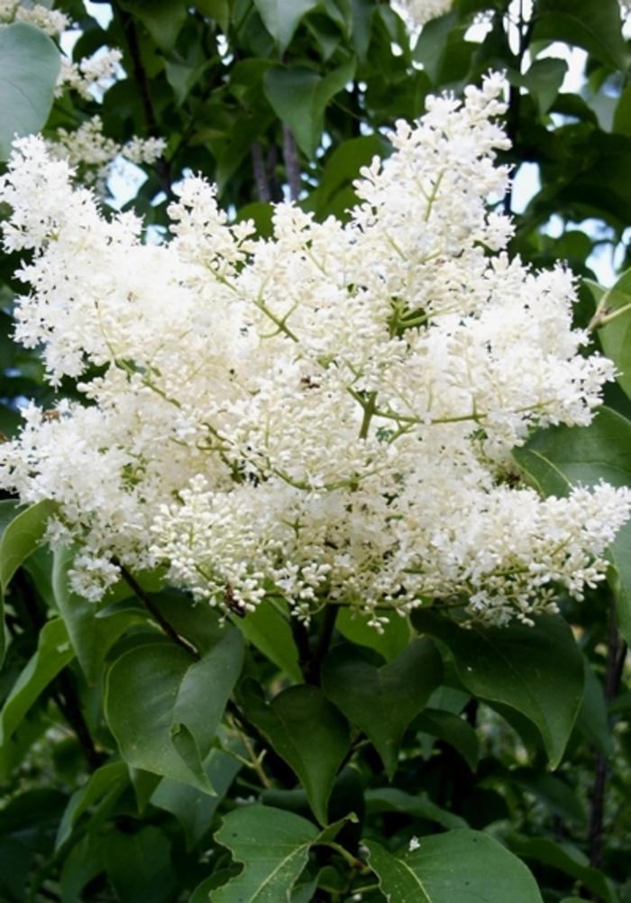Syringa Reticulata Ivory Silk - View 5 from www redcrocus com