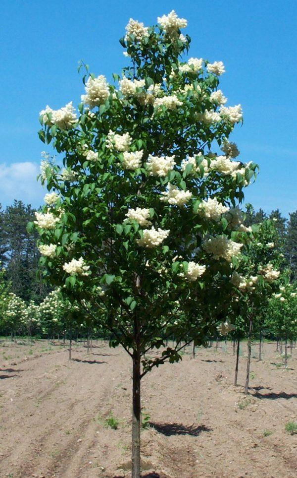 Syringa Reticulata Ivory Silk - View 6 from www redcrocus com