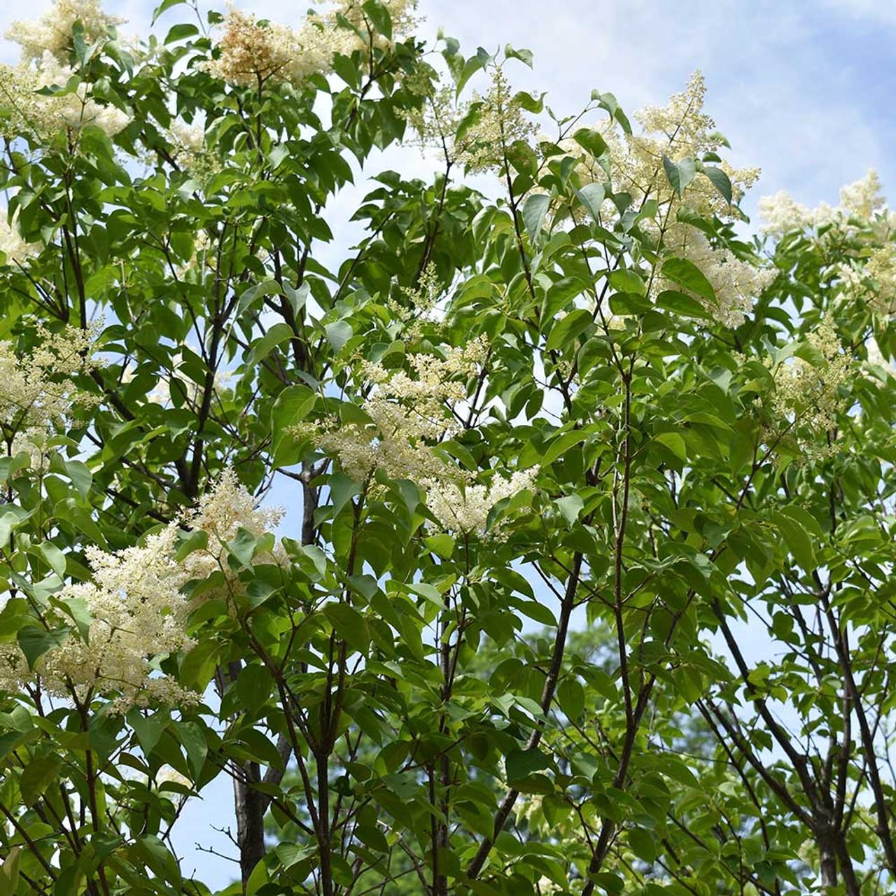 Syringa Reticulata Ivory Silk - View 8 from www redcrocus com