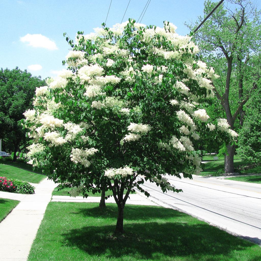 Syringa Reticulata Ivory Silk - View 9 from www redcrocus com