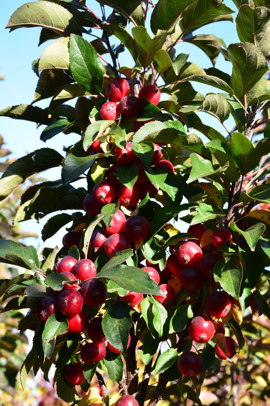 Malus Emerald Spire - View 10 from www redcrocus com