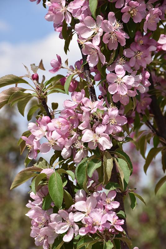 Malus Emerald Spire - View 3 from www redcrocus com