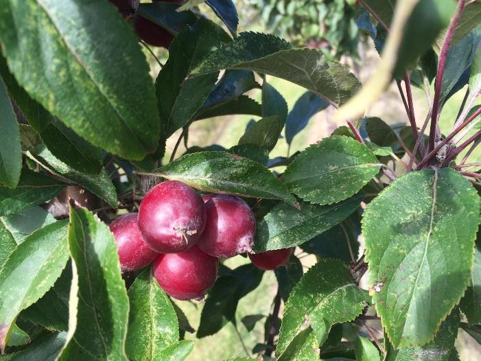 Malus 'emerald Spire' - View 14 from www redcrocus com