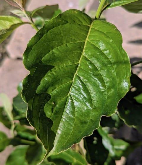 Cornus Florida Single Stem - View 14 from www redcrocus com